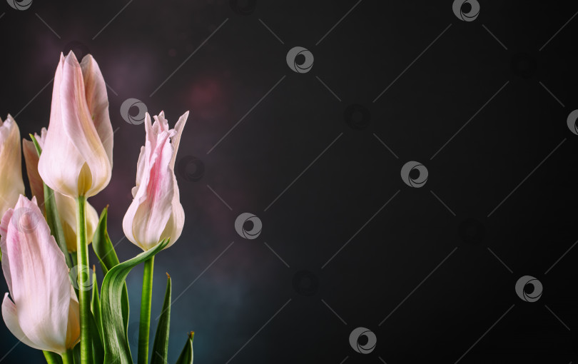Скачать Розовые тюльпаны на темном фоне фотосток Ozero