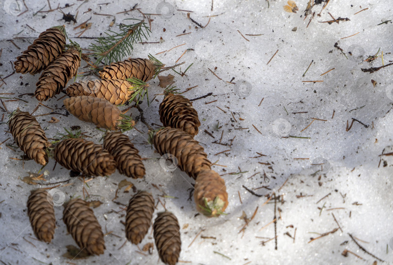 Скачать Еловые шишки и хвоя лежат на растаявшем снегу. Весенний фон леса с шишками и снегом. фотосток Ozero