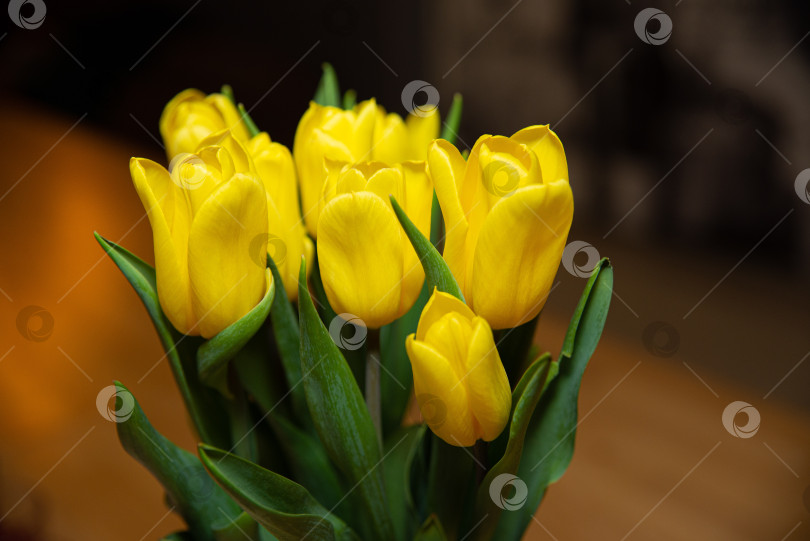 Скачать Ярко-желтые тюльпаны крупным планом фотосток Ozero