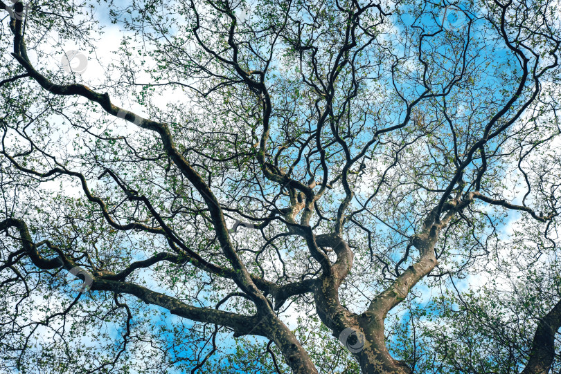 Скачать Экологичная концепция устойчивого развития, извилистые ветви большого дерева, вид снизу фотосток Ozero