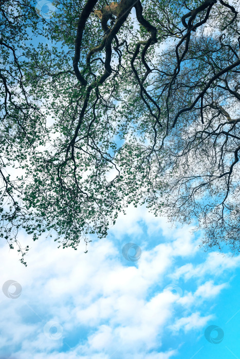 Скачать Вид снизу на зеленую крону большого дерева на фоне голубого неба, естественный лес фотосток Ozero