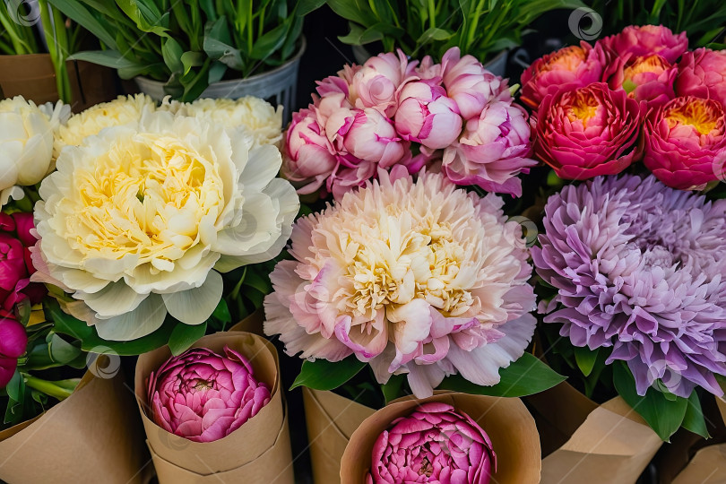 Скачать Разноцветные пионы в цветочном магазине - свежая поставка срезанных цветов для весенних праздников, цветочный магазин. Искусственный интеллект сгенерирован фотосток Ozero