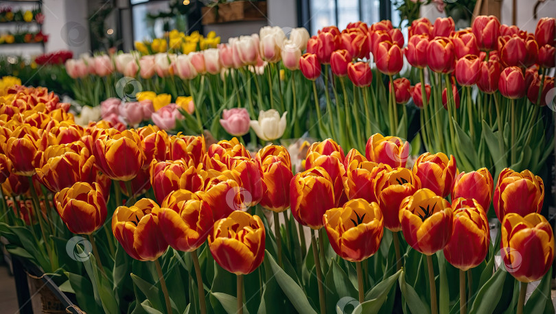 Скачать Разноцветные тюльпаны в цветочном магазине - свежий запас срезанных цветов для весенних праздников, витрина цветочного магазина. Искусственный интеллект сгенерирован фотосток Ozero