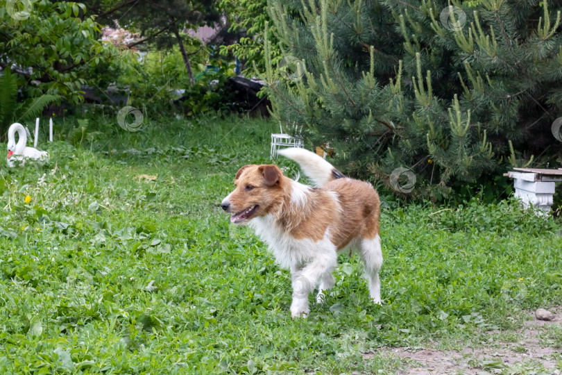 Скачать Веселая белая собака бежит по траве крупным планом фотосток Ozero