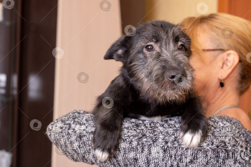 Скачать Маленькая черная собачка на плече женщины крупным планом фотосток Ozero