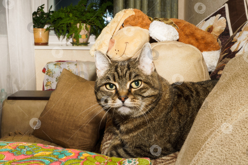 Скачать Кошка лежит среди подушек и игрушечной собаки фотосток Ozero