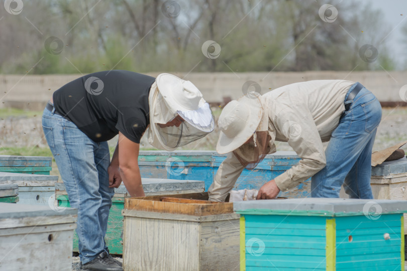Скачать Пчеловодство, мужчина осматривает пчел в ульях. фотосток Ozero