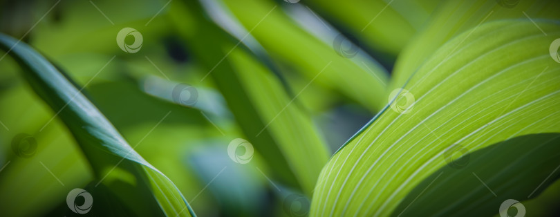 Скачать абстрактное изображение зеленых листьев и белых цветов садового растения фотосток Ozero