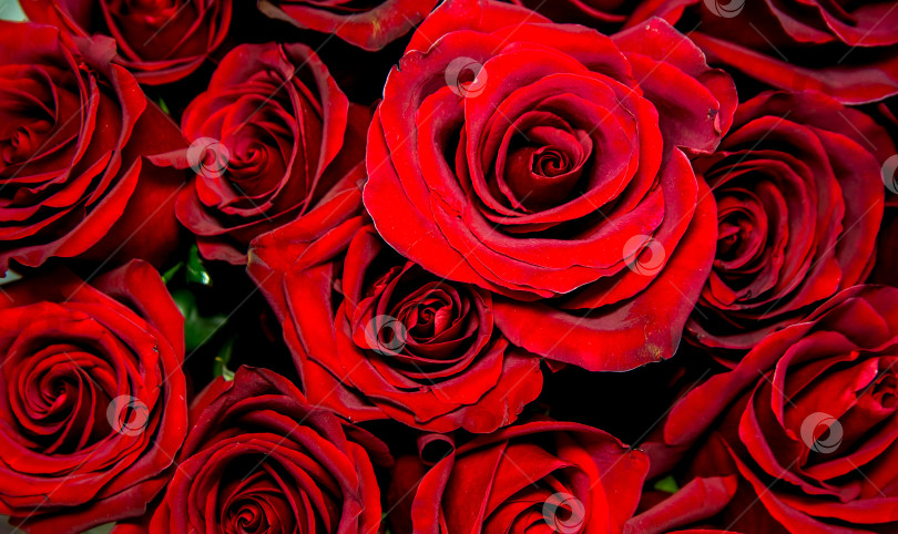 Скачать Букет бордовых роз, бутоны цветов на заднем плане. фотосток Ozero