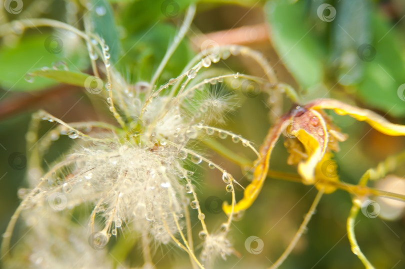 Скачать Клематис шерстистый, или Clematis lanuginosa, или Клематис шерстистый, - вид цветковых растений рода Клематис семейства Ранункуловые. фотосток Ozero