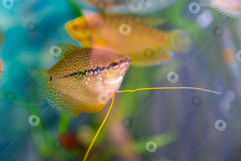 Скачать Аквариумист, морская рыба. richogaster, род тропических пресноводных лабиринтных рыб из семейства макропод (Osphronemidae), золотистые гурами фотосток Ozero
