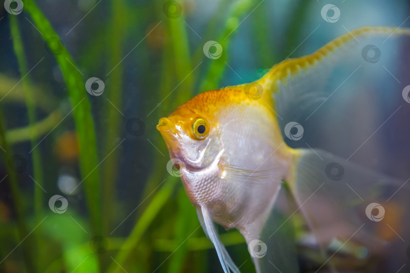 Скачать Аквариумист, aqua fish Pterophyllum) - род рыб семейства цихлид. Они являются одними из самых популярных и распространенных аквариумных рыб. скалярные фотосток Ozero