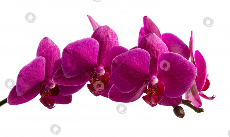 Скачать Ветка фиолетовой орхидеи, выделенная на белом фоне фотосток Ozero
