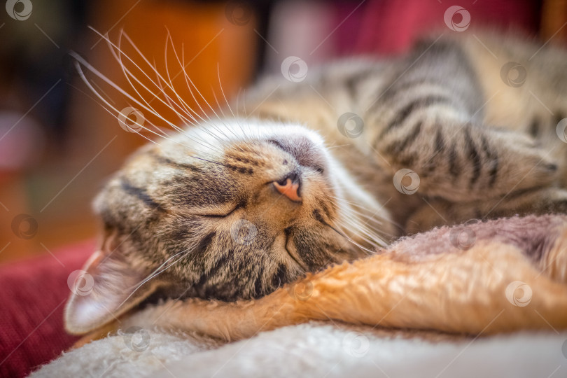 Скачать милый кот сладко спит, удобно устроившись, крупный план, размытый фон фотосток Ozero