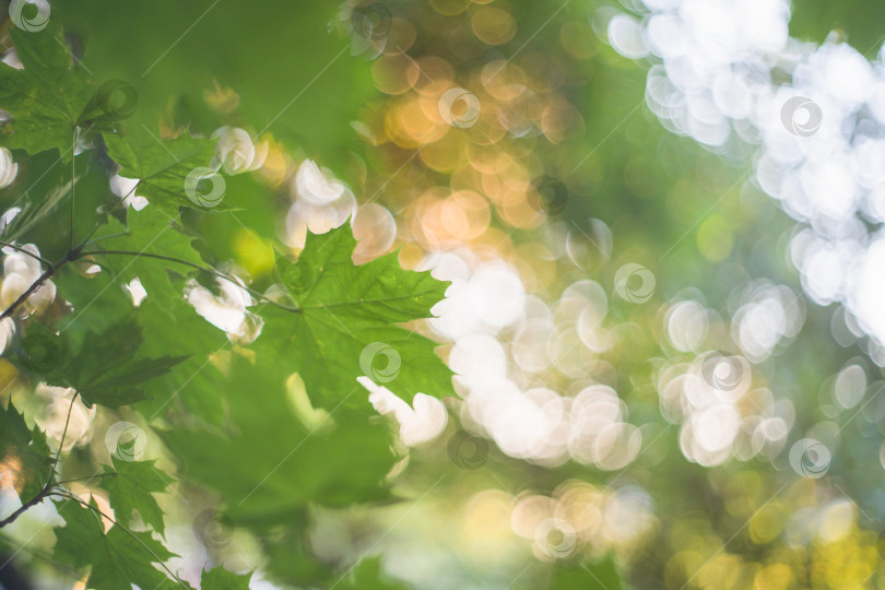 Скачать абстрактное изображение флоры из зеленых листьев, размытый фон с круглыми светлыми пятнами фотосток Ozero