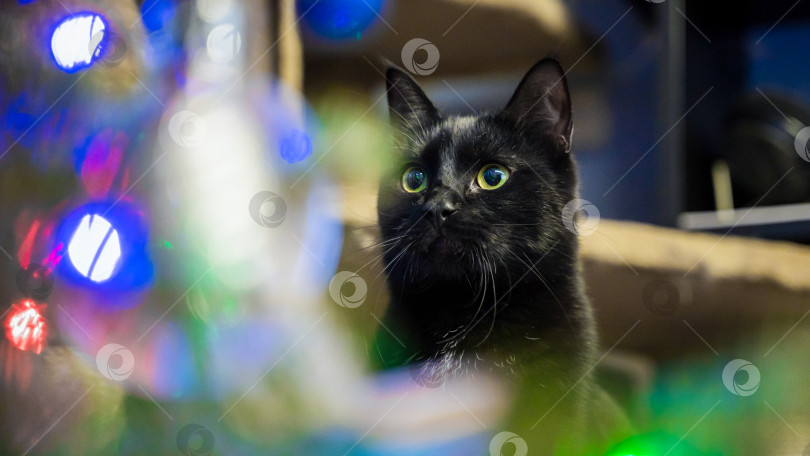 Скачать Черный кот удивленно смотрит на рождественскую елку с праздничными гирляндами фотосток Ozero