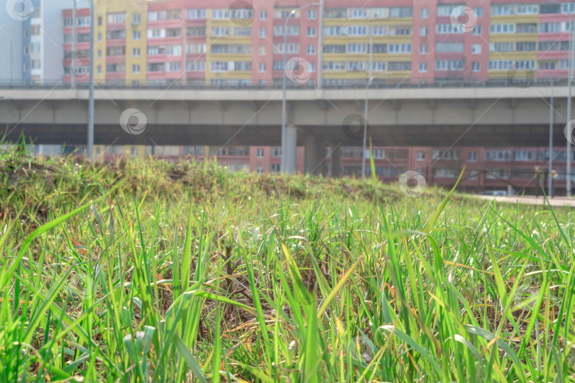 Скачать зеленая лужайка у дороги, фон городского пейзажа, вид снизу фотосток Ozero
