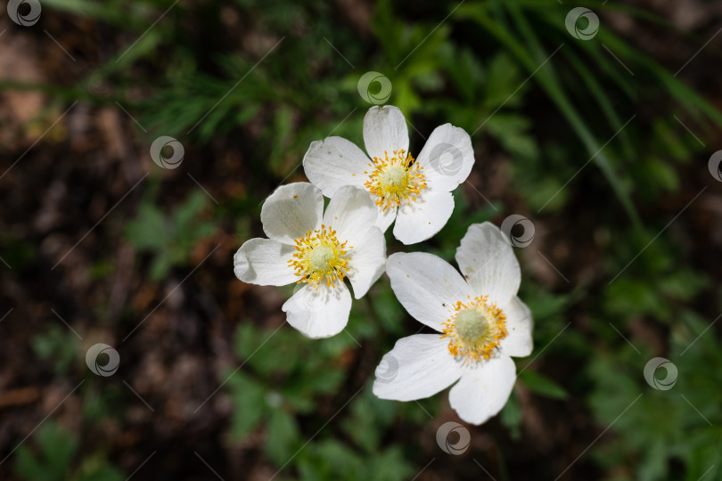 Скачать Древесные анемоны (Anemone Nemorosa) цветут ранней весной фотосток Ozero