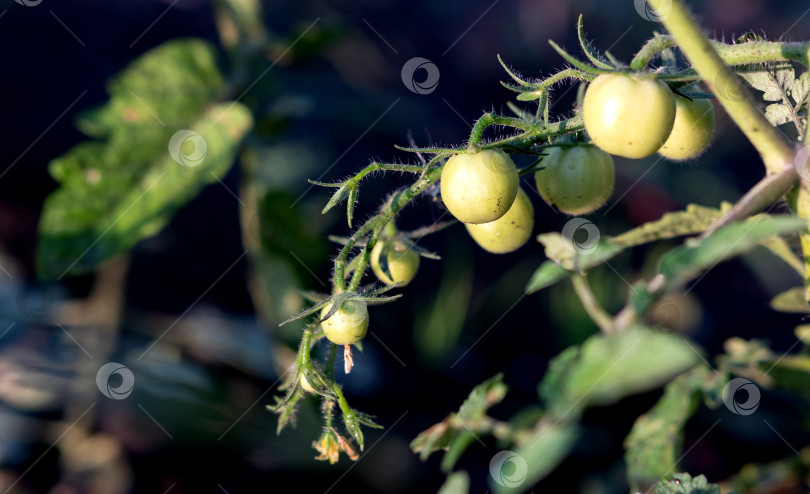 Скачать руки женщины собирают свежие органические помидоры в своем саду солнечным днем. Фермер собирает помидоры. Выращивание овощей. Концепция садоводства фотосток Ozero