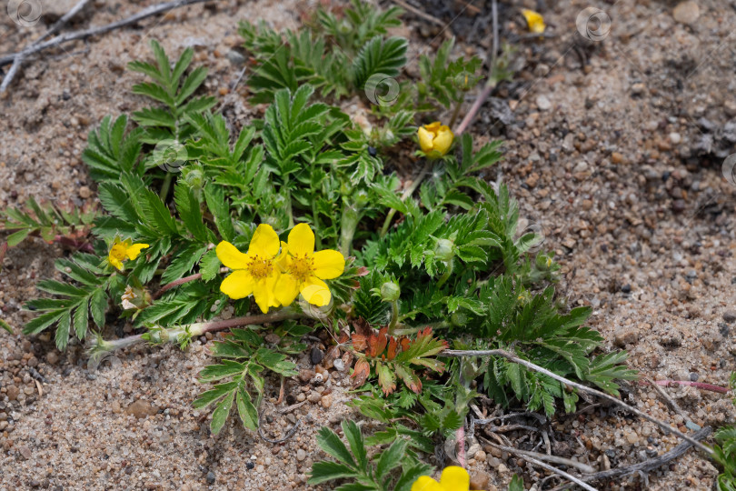 Скачать Древесные анемоны (Anemone Nemorosa) цветут ранней весной фотосток Ozero