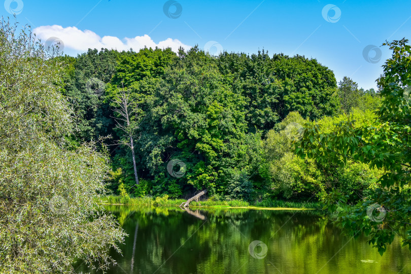 Скачать Река протекающая сквозь лесные заросли. фотосток Ozero