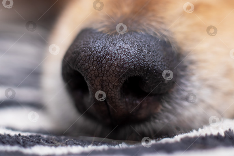Скачать Черный мокрый собачий нос крупным планом, макросъемка фотосток Ozero