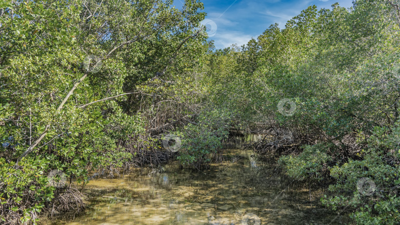Скачать Неглубокая прозрачная река в мангровом лесу. фотосток Ozero
