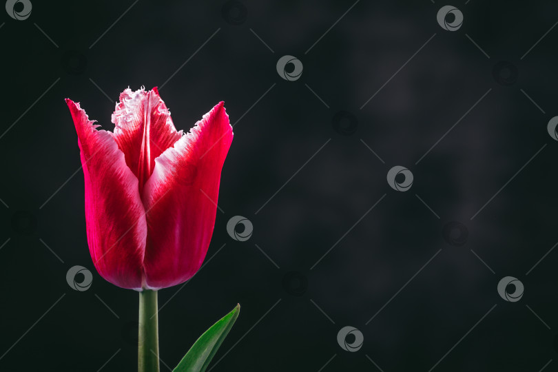 Скачать Красный тюльпан на темном фоне фотосток Ozero