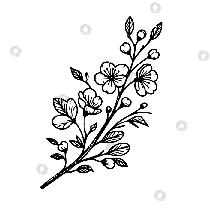 Скачать Черно-белый рисунок цветка со стеблем фотосток Ozero