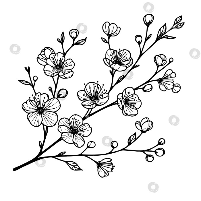 Скачать Черно-белая нарисованная ветка с цветами на ней фотосток Ozero