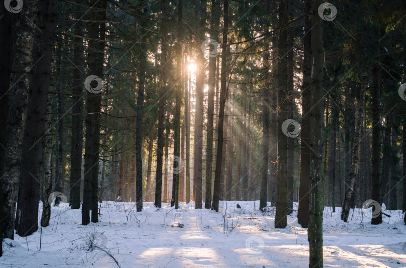Скачать стволы деревьев в лесу и солнце в конце зимы фотосток Ozero