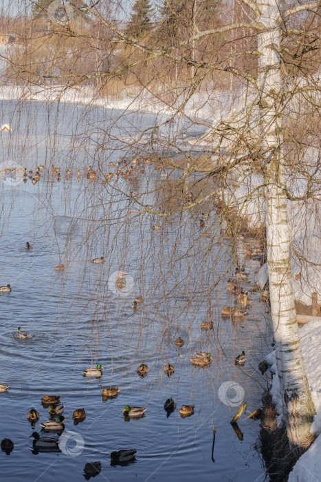 Скачать утки в воде на краю пруда фотосток Ozero