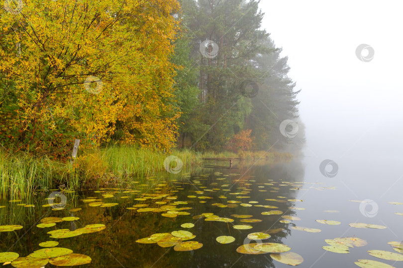 Скачать Осенний пейзаж ранним туманным утром на красивом озере с водяными лилиями. фотосток Ozero