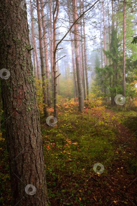 Скачать Осенний лес ранним утром в тумане. Красивый пейзаж. фотосток Ozero