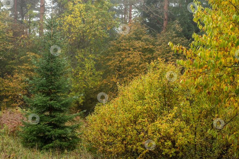 Скачать Осенний лес ранним утром в тумане. Красивый пейзаж. фотосток Ozero