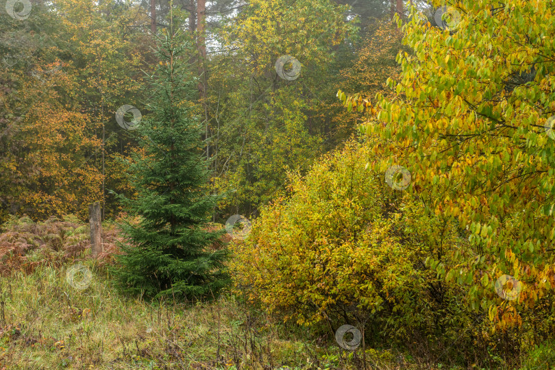 Скачать Осенний лес ранним утром в тумане. Красивый пейзаж. фотосток Ozero