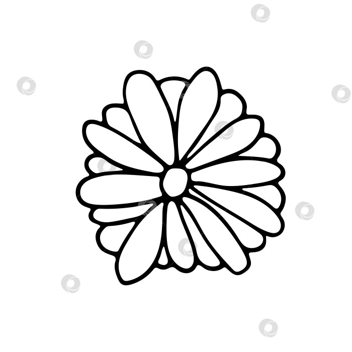 Скачать Иллюстрация каракуля с простым милым цветком. Декоративная ромашка. Цветущее летом растение. Черные монохромные элементы в стиле каракуля, выделенные на белом фоне. Рисованный эскиз. фотосток Ozero