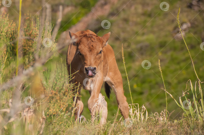 Скачать Корова, Бык, теленок едят траву на пастбище на природе фотосток Ozero