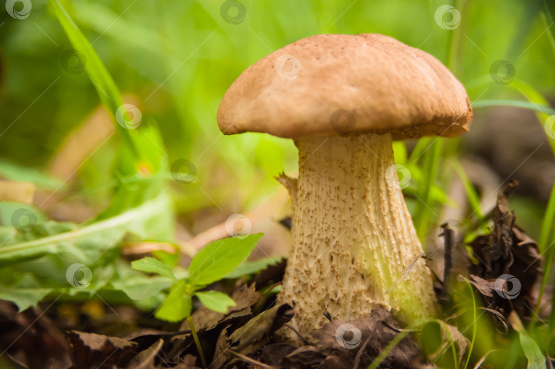 Скачать Белый гриб в естественной среде обитания в лесу фотосток Ozero