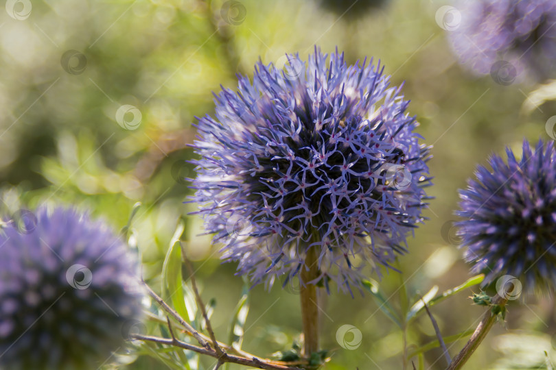 Скачать Echinops sphaerocephalus - типовой вид растений рода Echinops семейства астровые. фотосток Ozero