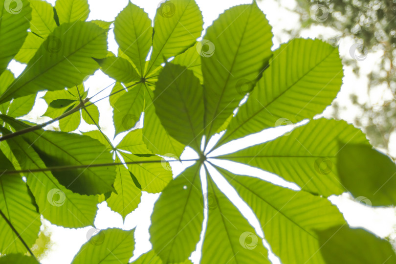 Скачать Обыкновенный конский каштан - крупное листопадное дерево фотосток Ozero