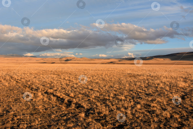 Скачать Ряды низкой, пожелтевшей травы в плоской, бескрайней степи у подножия горных хребтов осенним вечером перед заходом солнца. фотосток Ozero