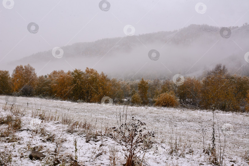 Скачать Поляна на опушке леса из пожелтевших деревьев, припорошенных первым снегом, у подножия высокой горы, скрытой туманом. фотосток Ozero
