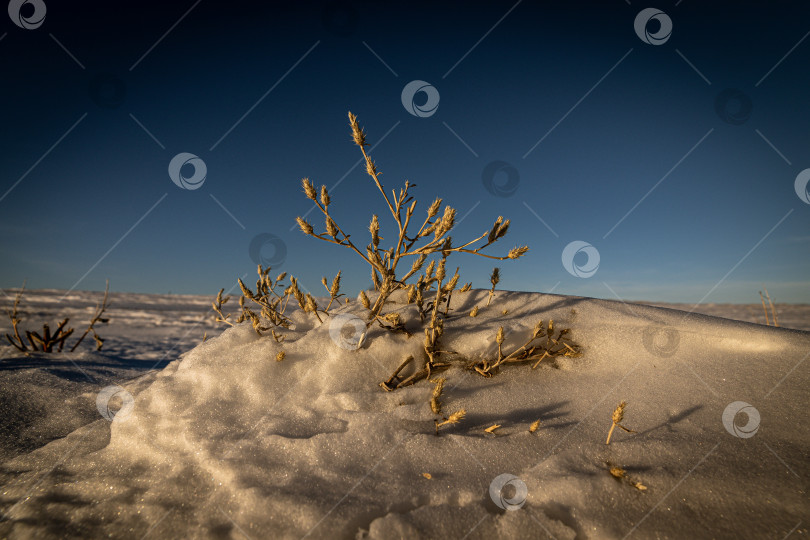 Скачать Сухой степной куст в снегу фотосток Ozero