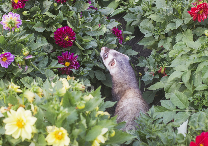 Скачать Хорёк лежит в цветочной клумбе фотосток Ozero