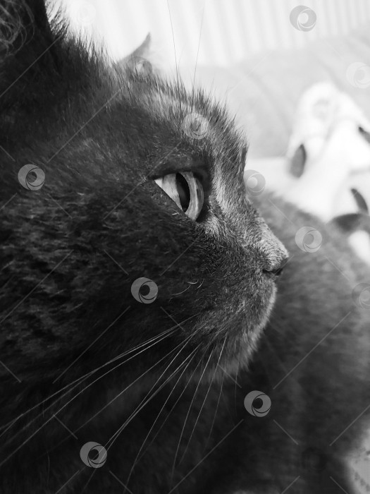 Скачать Профиль кота фотосток Ozero