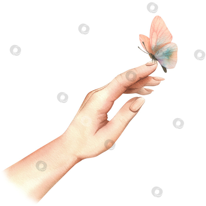 Скачать Рука белой женщины, вид сбоку, прикасается к нежной бабочке из персикового пуха. Рисованная акварельная иллюстрация. Композиция, выделенная на фоне. фотосток Ozero