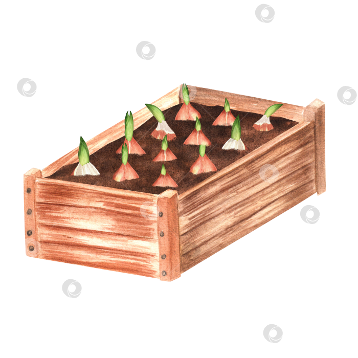 Скачать Нарисованная от руки акварельная иллюстрация. Деревянный садовый ящик с посаженными луковицами тюльпанов. Вид по диагонали. фотосток Ozero