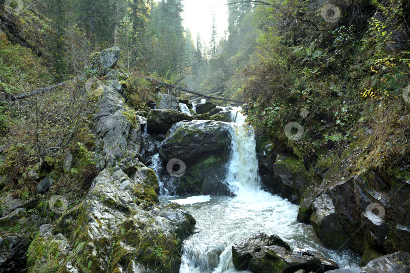 Скачать Стремительный поток воды бурно вытекает из расщелины в скалах, окруженной густым лесом, туманным осенним утром. фотосток Ozero