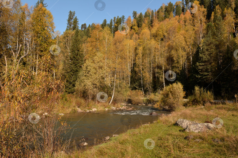 Скачать Небольшая каменистая поляна на берегу быстрой реки, текущей с гор через пожелтевший осенний хвойный лес. фотосток Ozero